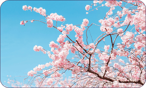 Prepare Japanese Language